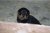 Puppies J